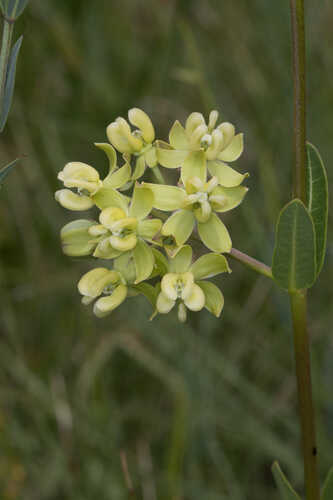 Asclepias connivens #9